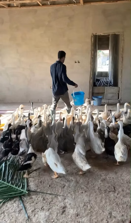5 Months Foreign Pekin Ducks for Sale
