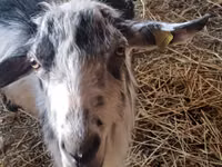 Ziege, LaMancha goats — Foto 2