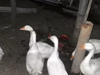 Geese — photo 2