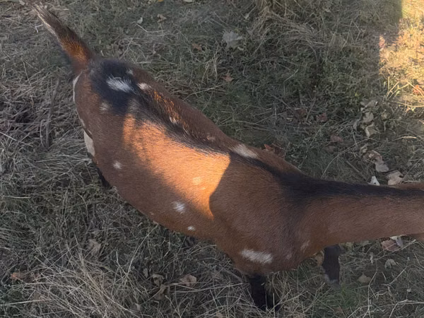 Cabra, Alpine goat