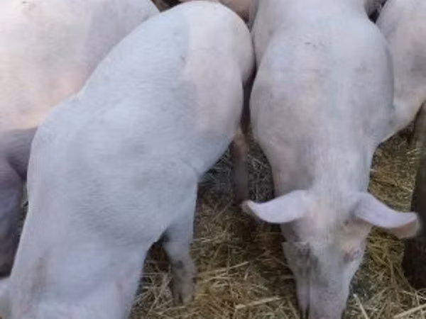 Boar, 