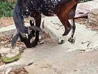 Cabras (lote, sexo no especificado), Cabras — foto 3