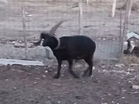 मेढ़ा, Shetland sheep — फ़ोटो 2