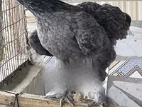 Brahma — foto 2