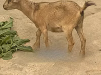 Ziege, West African dwarf goats — Foto 2