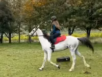 घोड़ा, Arabian horse — फ़ोटो 4