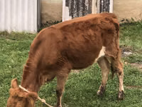 गाय, Simmental cattle — फ़ोटो 2