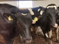 Toro, Simmental cattle — foto 8