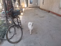 मेढ़ा, भेड़ — फ़ोटो 1