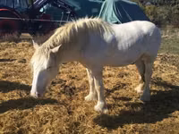 Hengst, Gypsy horse — Foto 4