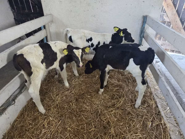 सांड, Russian Black pied cattle