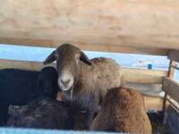भेड़, Arabi sheep — फ़ोटो 1