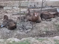 ब्रॉन्ज़ — फ़ोटो 3