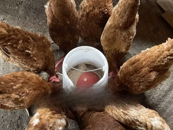 Shamo chickens