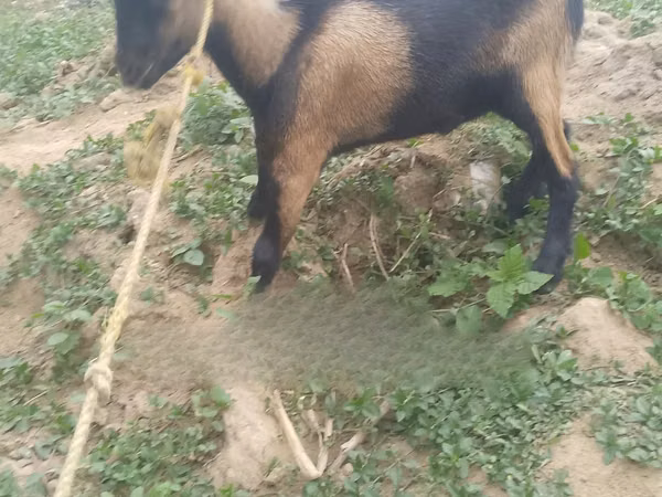 Cabro, Cabras — Ghana