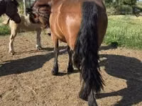 Yegua, Caballos — foto 4