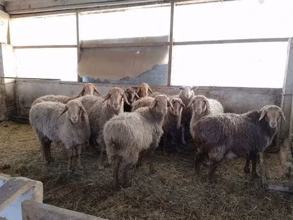 Ovejas (lote, sexo no especificado), Ovejas