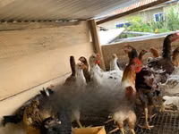 Chickens — photo 4