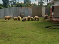 Schaf, Hampshire sheep — Foto 4
