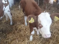 Cattle (batch, sex not specified), Simmental cattle — photo 7