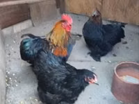 Chickens — फ़ोटो 2