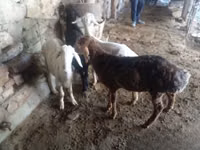 公羊, Rhon sheep — 照片 4