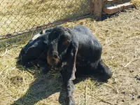 Ziegenbock, Kamori goats — Foto 4