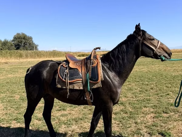 公马, Karachay horse