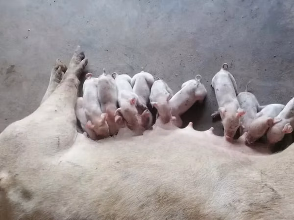 Pigs (batch, sex not specified), Pigs — Ghana