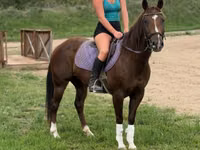 Stute, Quarter Horse — Foto 4