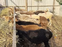 Oveja, Ovejas — foto 5