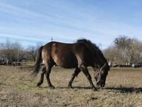 घोड़ा, Hucul pony — फ़ोटो 1