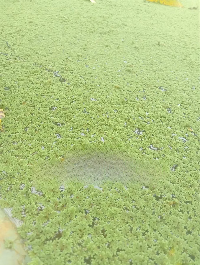 Fresh Green Azolla