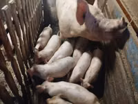 Schweine (Partie, Geschlecht nicht angegeben) — Foto 3