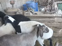Ram, Rhon sheep — photo 2