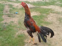 Chickens — Foto 1