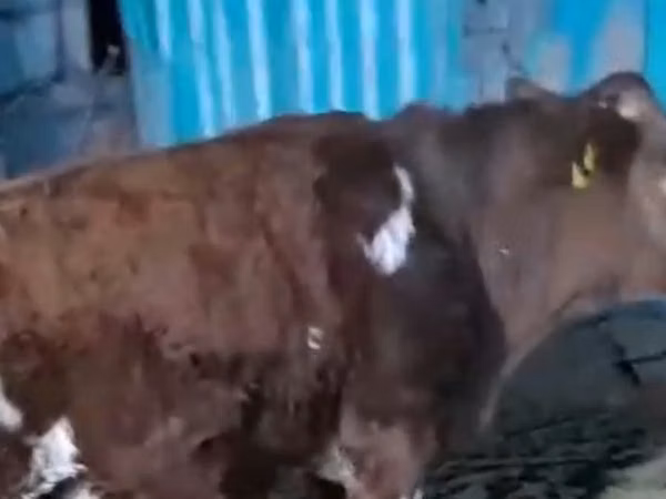 بقرة, Latvian Blue cattle