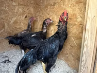 Chickens — 照片 3