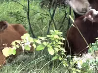 Kuh, Holstein-Rasse — Foto 4