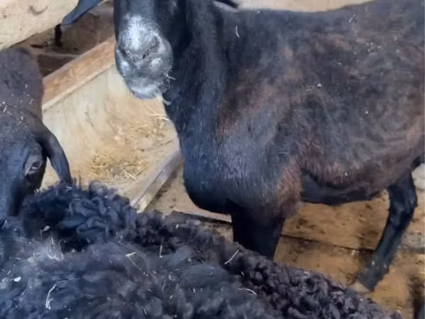 Sheep, Sheep