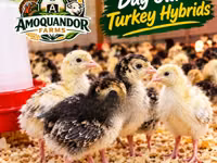 Turkeys — Foto 1