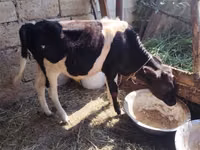 Toro, Ganado vacuno — foto 3