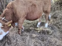 सांड, Simmental cattle — फ़ोटो 1