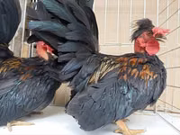 Chickens — Foto 5