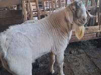 تيس, Beetal goats — الصورة 3