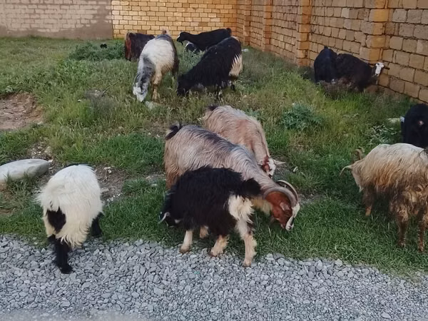 Ram, Daglıс sheep