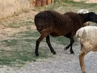 Ram, Sheep — photo 2