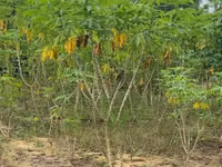 Fresh Matured Cassava Available — फ़ोटो 2