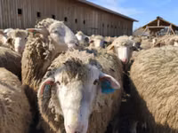 Sheep (batch, sex not specified), Sheep — photo 4