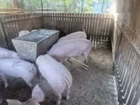 मादा सूअर, सूअर — फ़ोटो 2